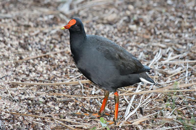 2007 05 17 Gold Coast 006_DXO.jpg